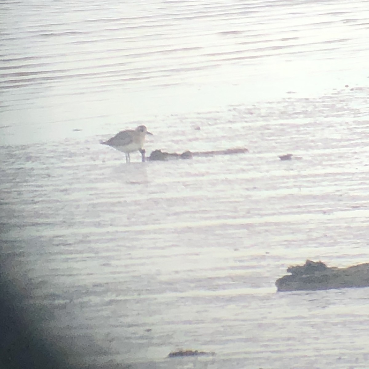 Black-bellied Plover - ML612996317