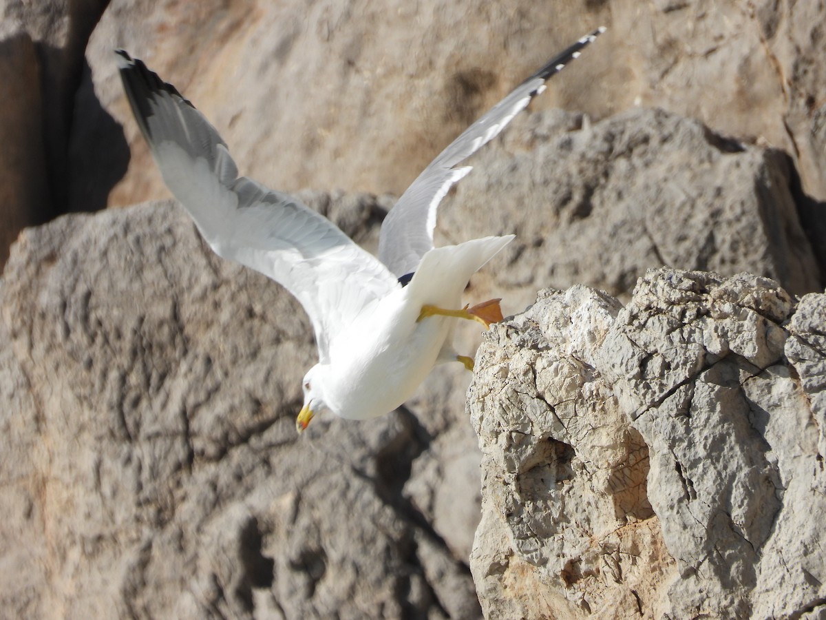 Yellow-legged Gull - ML612996327