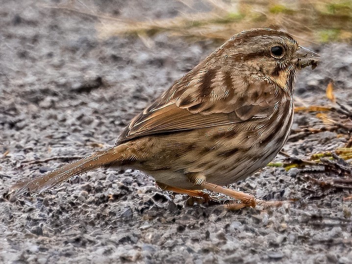 Song Sparrow - ML612996328