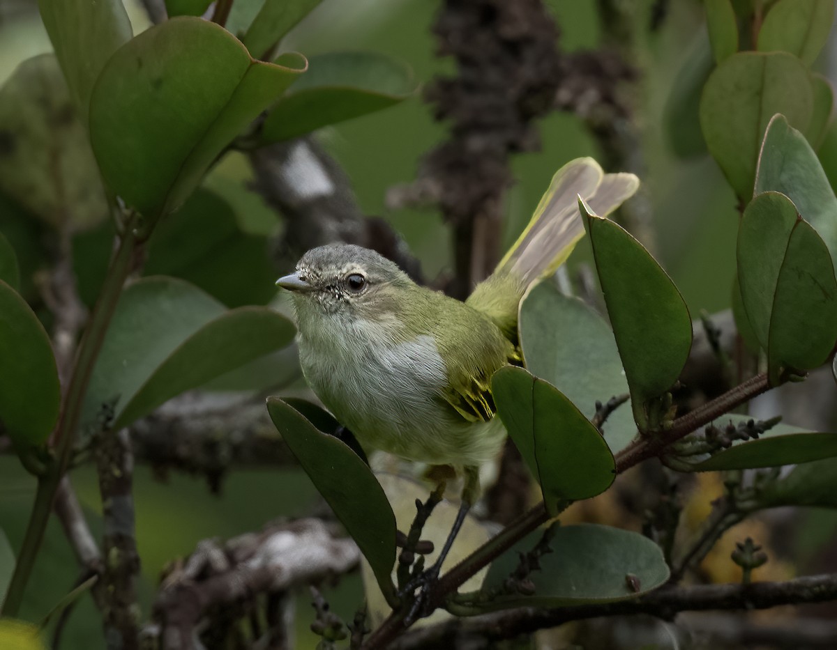 Mistletoe Tyrannulet - Jane Hurst