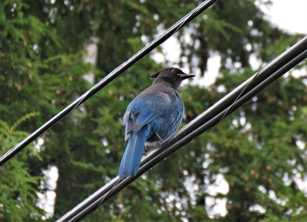 Steller's Jay (Coastal) - ML612996487