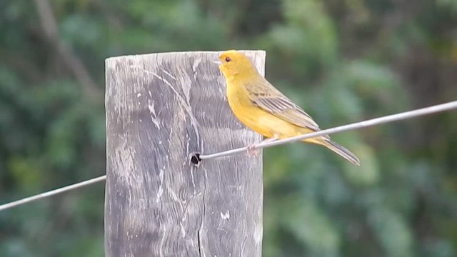 Stripe-tailed Yellow-Finch - ML612996570