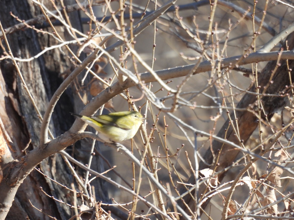 Tennessee Warbler - ML612996576