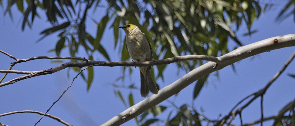 White-plumed Honeyeater - ML612996632