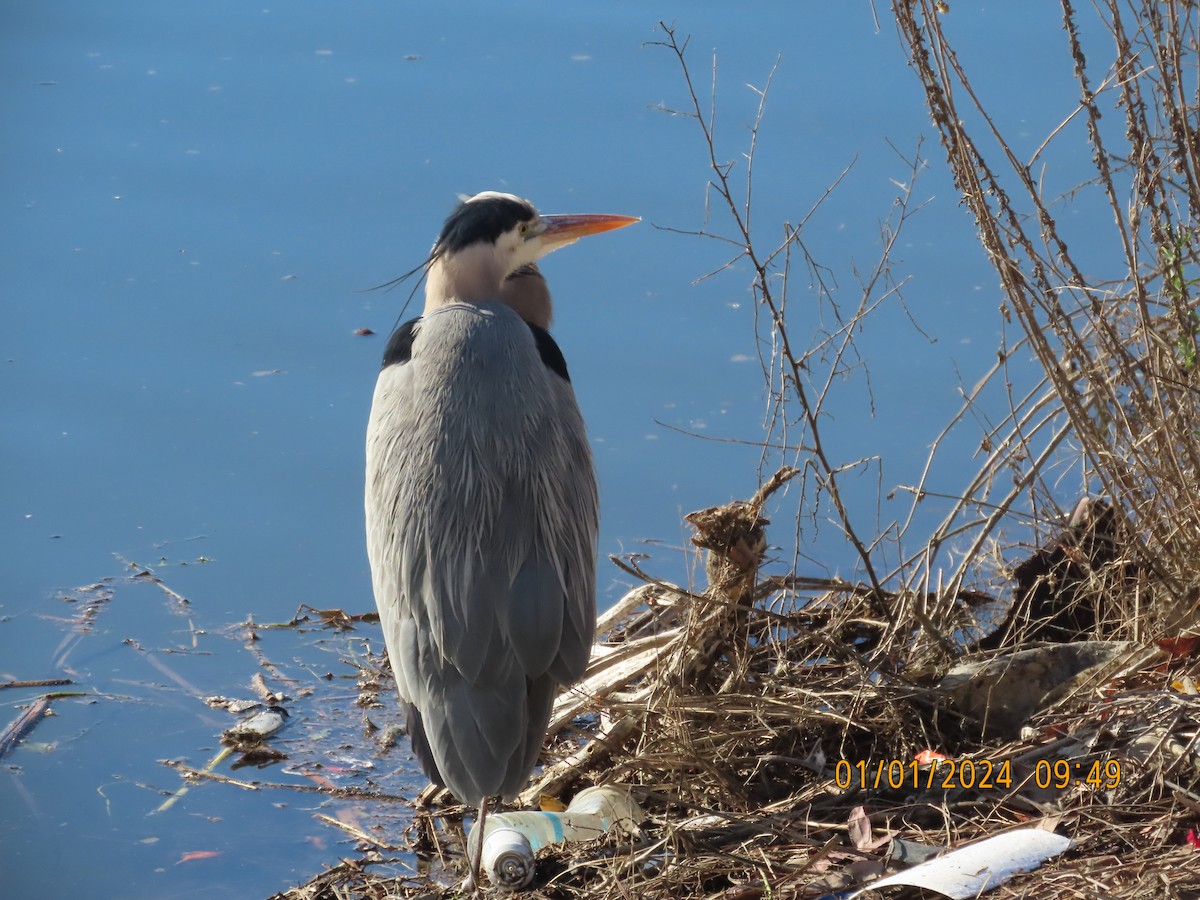 Great Blue Heron - ML612996647