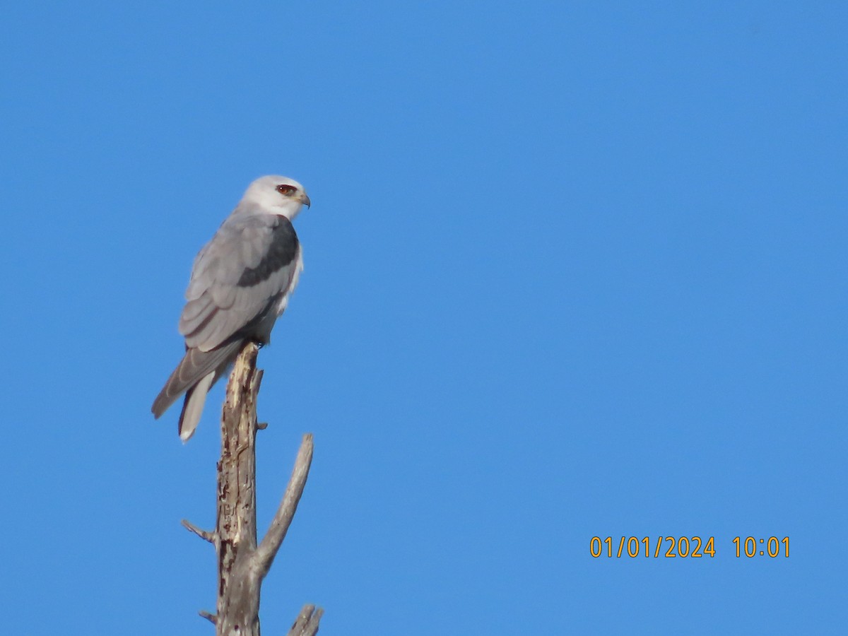 White-tailed Kite - ML612996661