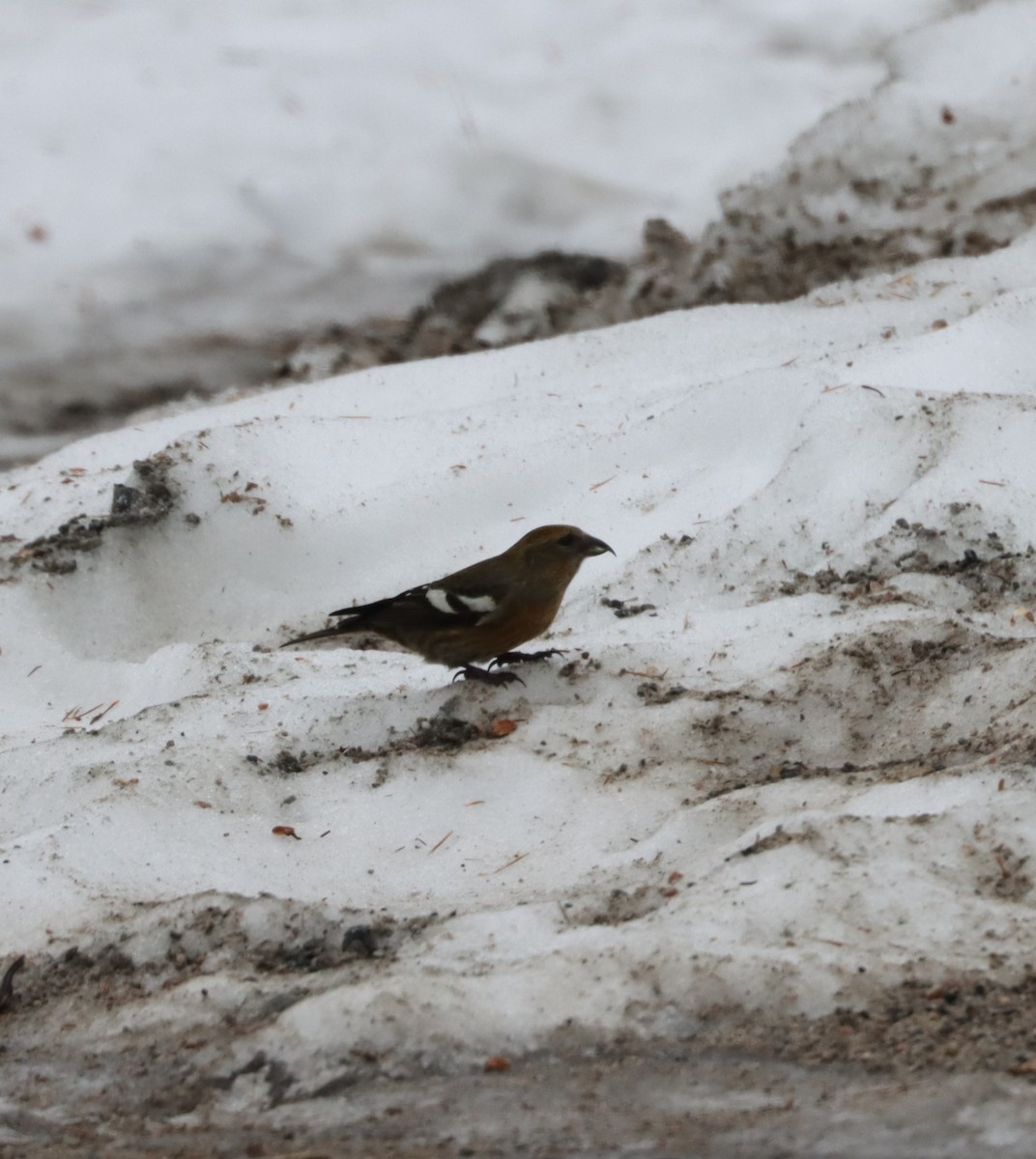 White-winged Crossbill - Stan Fairchild