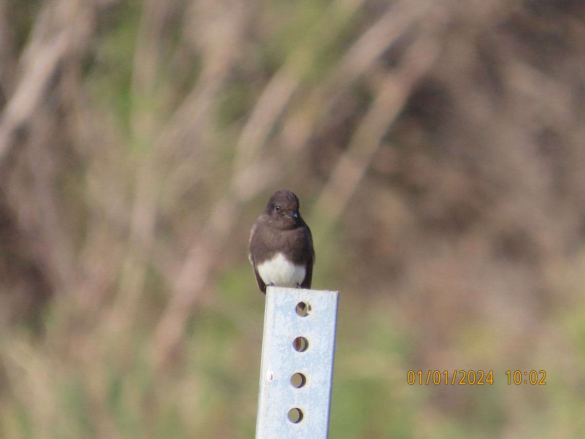 Black Phoebe - Zehava Purim-Adimor