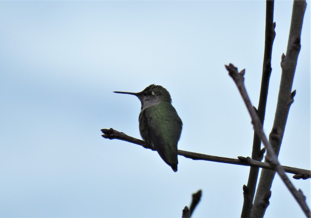 Anna's Hummingbird - ML612996695
