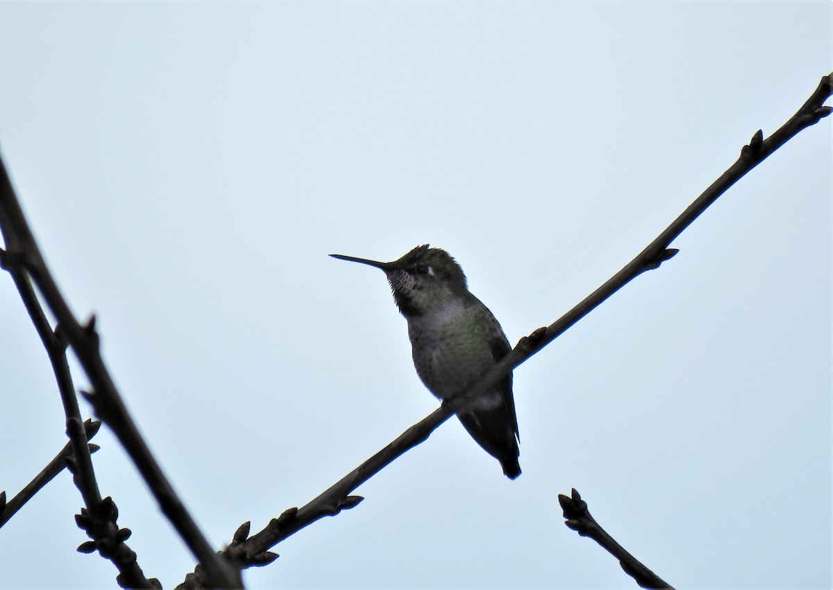 Anna's Hummingbird - ML612996696