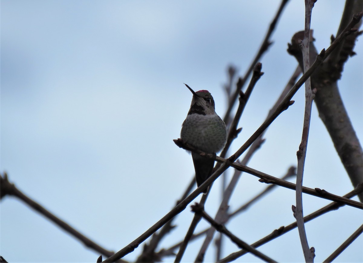 Anna's Hummingbird - ML612996697