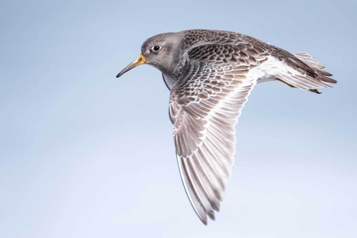 Purple Sandpiper - Brad Imhoff
