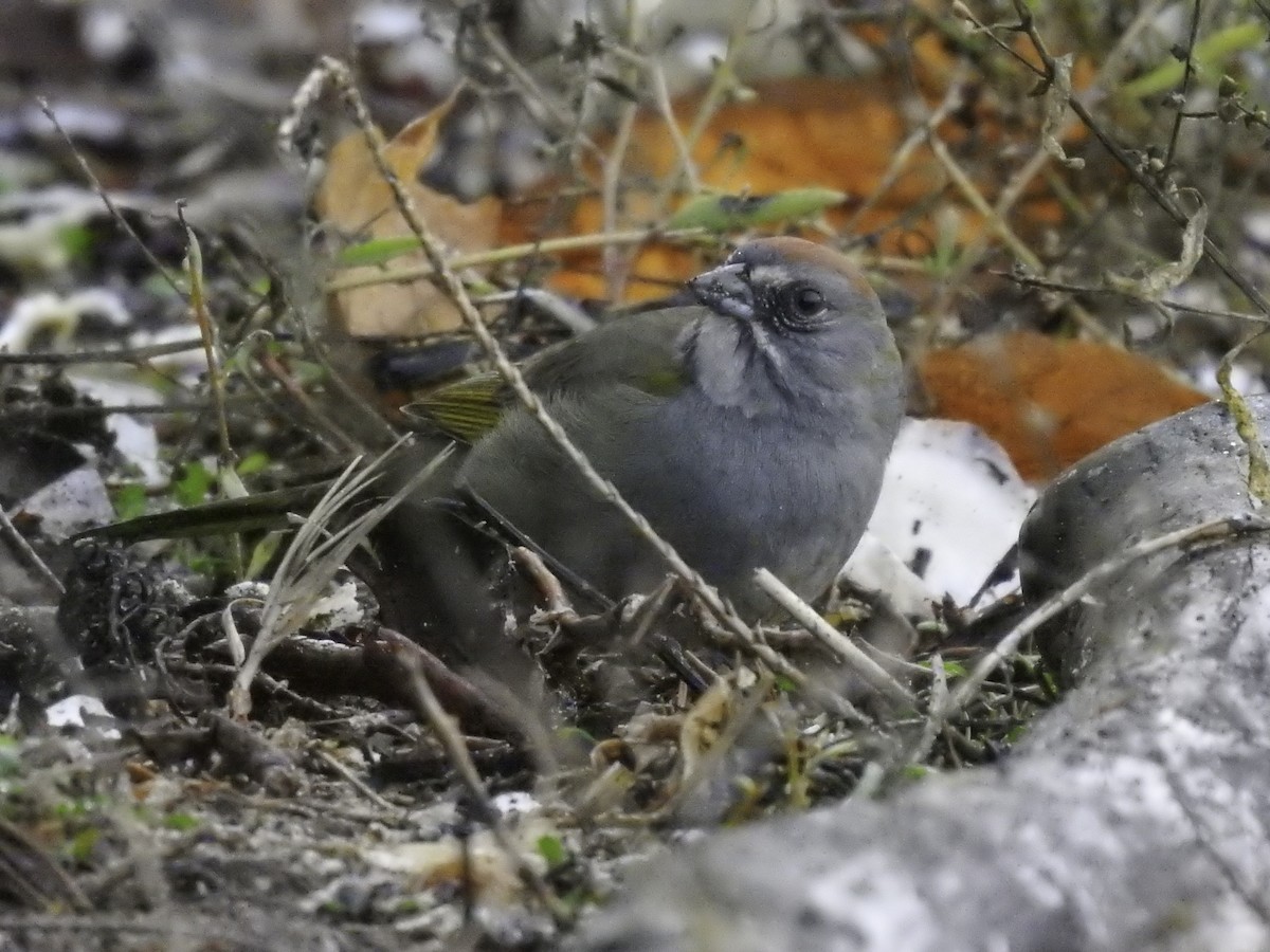 Green-tailed Towhee - ML612996830