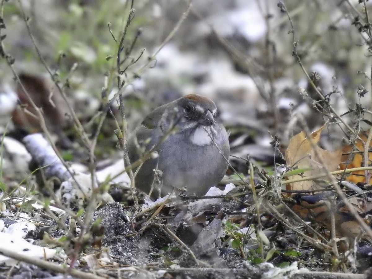 Green-tailed Towhee - Sebastián Pardo