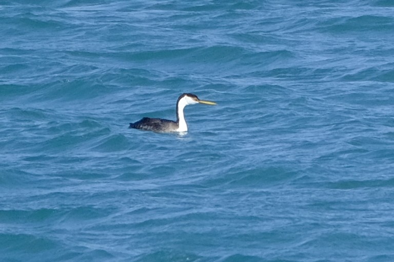 Western Grebe - Alex Haza