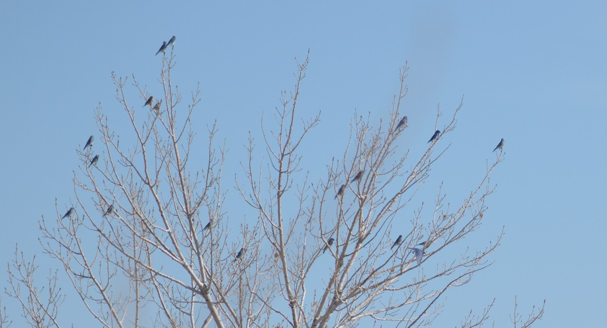 Mountain Bluebird - ML612996899