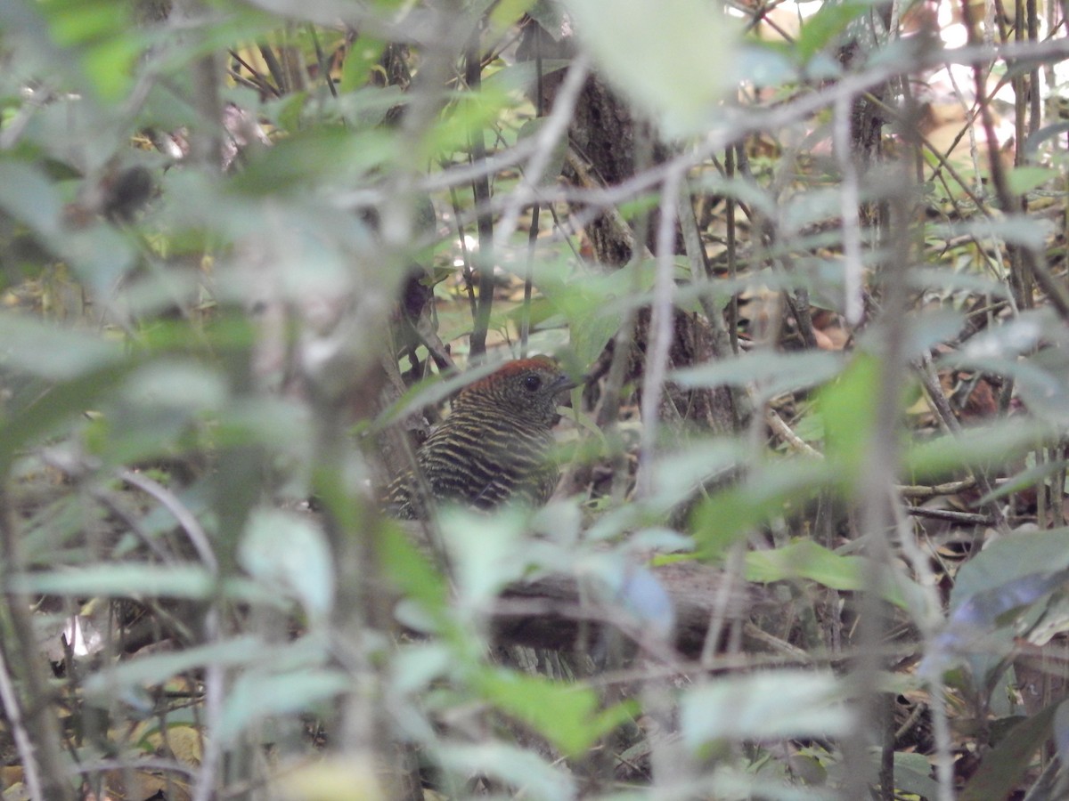 Tufted Antshrike - Fabiana Santos de Oliveira