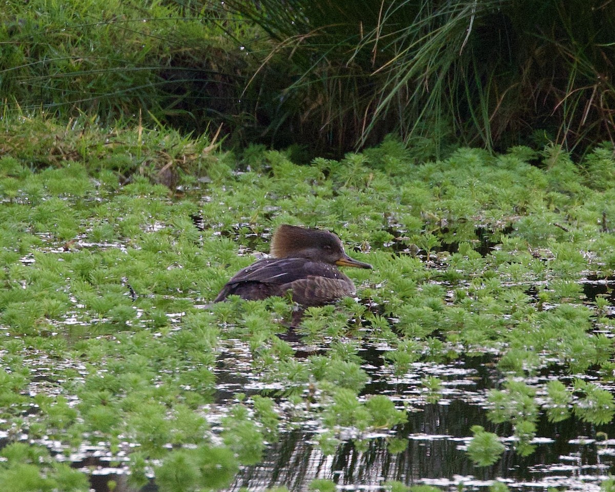 Hooded Merganser - ML612996988