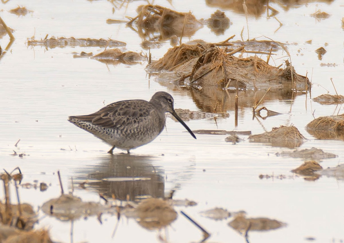 Long-billed Dowitcher - Luis Albero