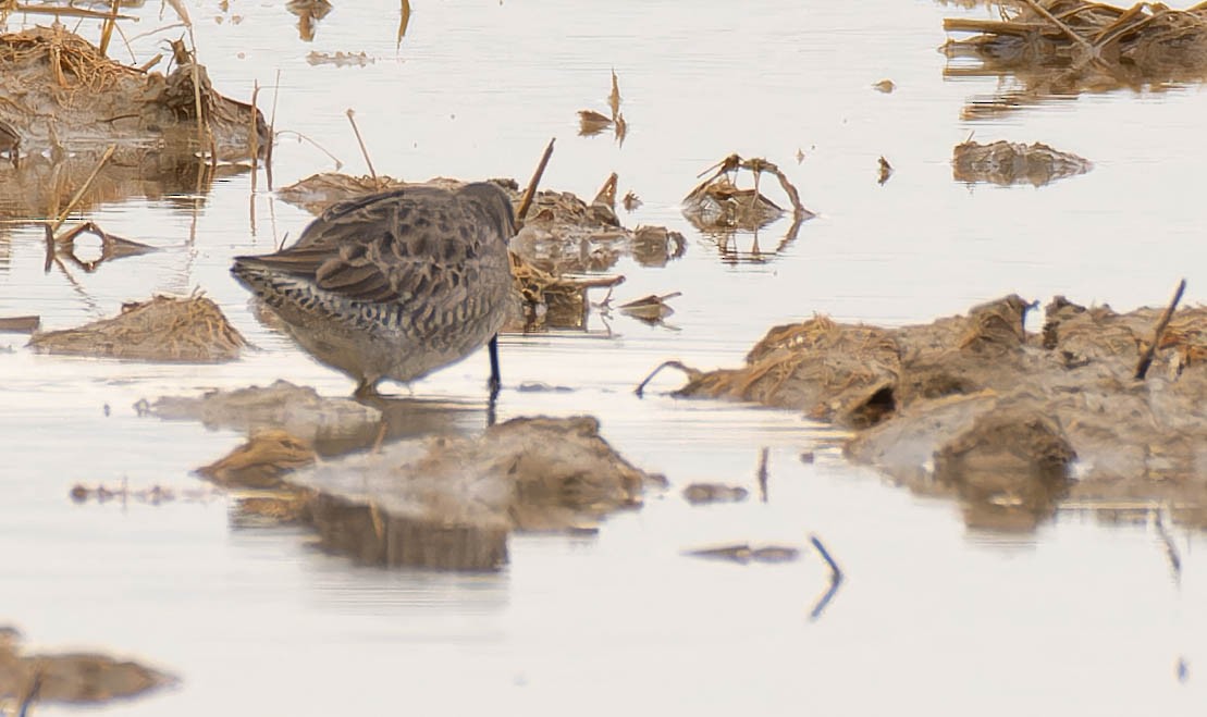 Long-billed Dowitcher - ML612997020