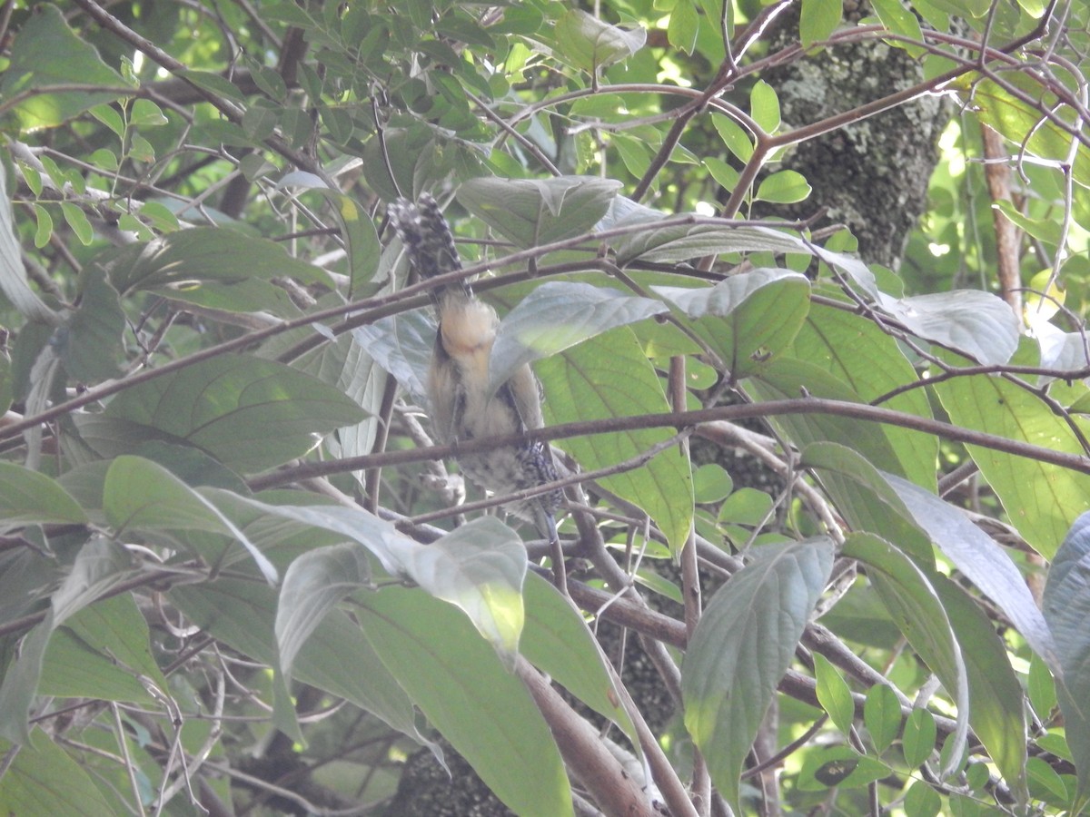 Spot-backed Antshrike - ML612997039