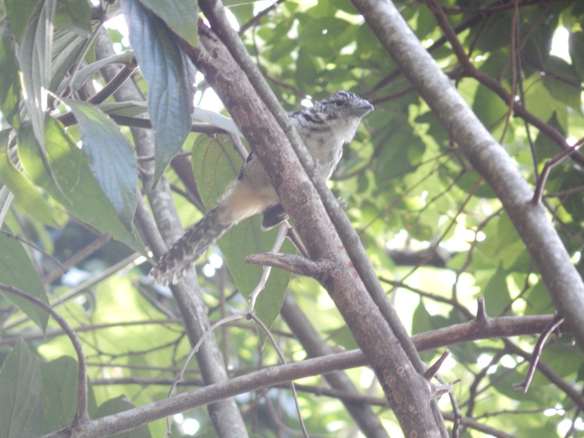 Spot-backed Antshrike - Fabiana Santos de Oliveira