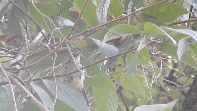 Spot-backed Antshrike - ML612997044