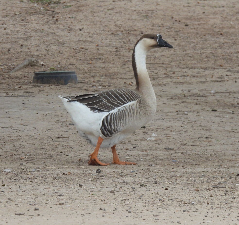 Swan Goose (Domestic type) - ML612997045