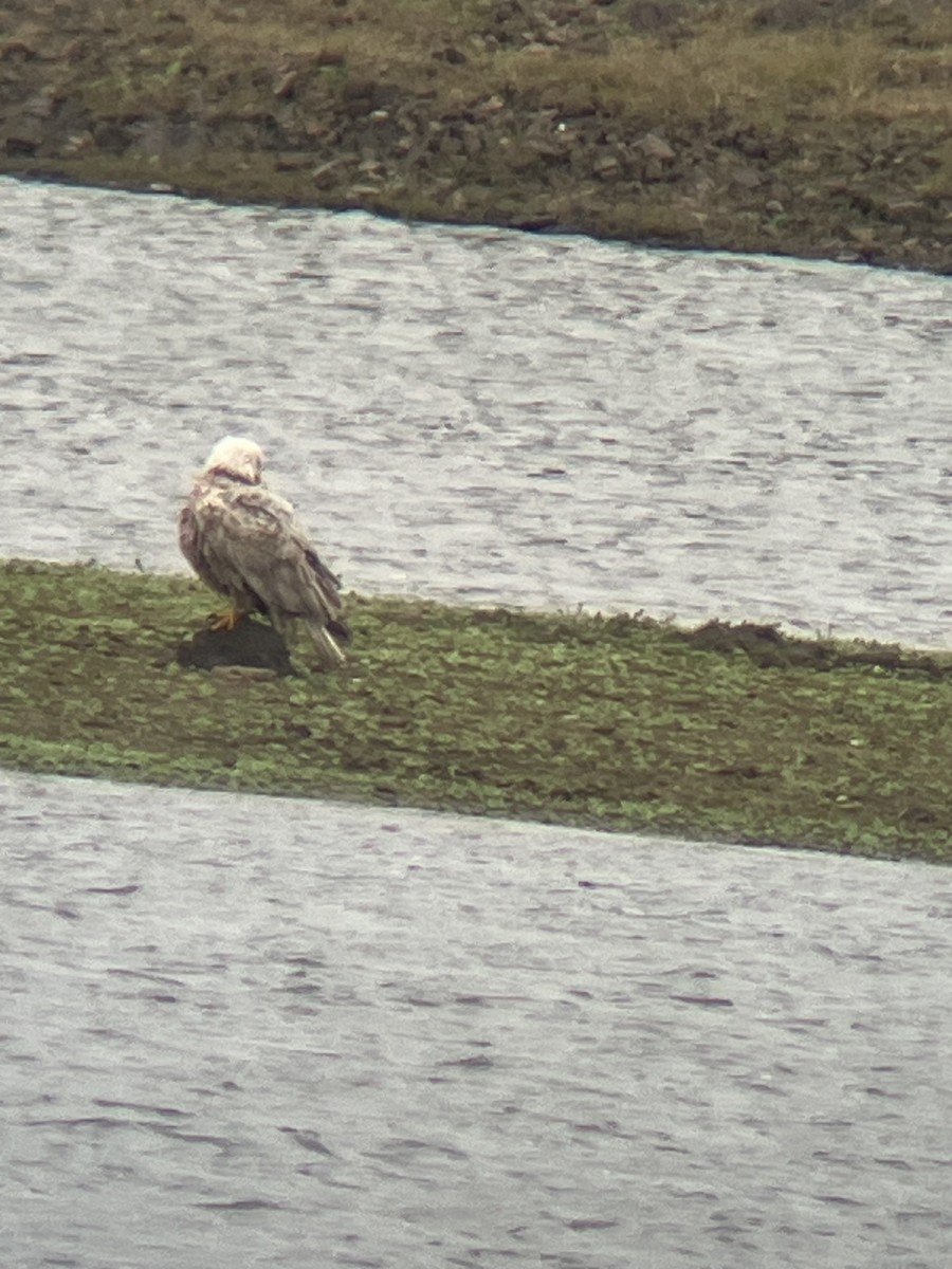 Bald Eagle - ML612997058