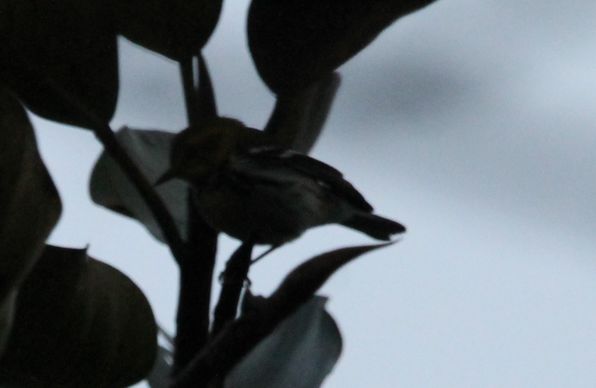 Black-throated Green Warbler - ML612997113