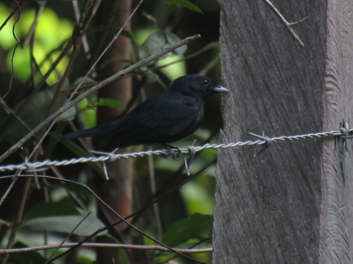 Black Manakin - Oswaldo Cortes Bogota Birding