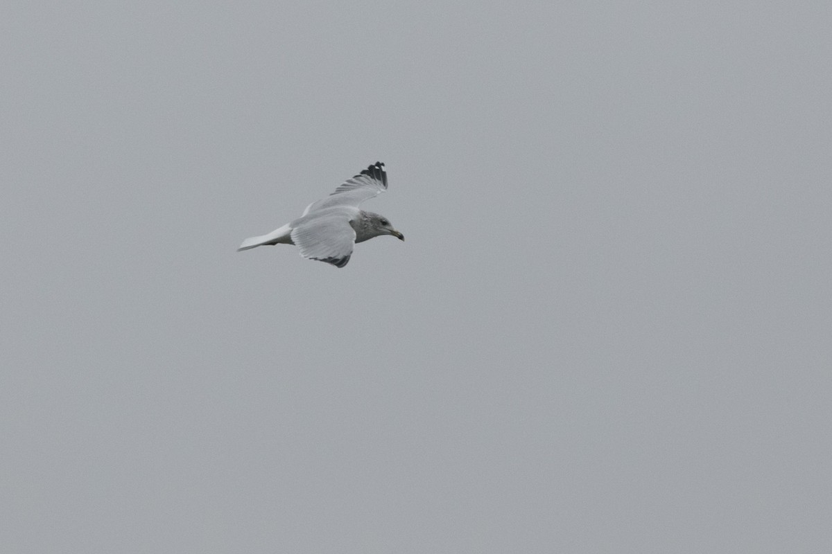 Ring-billed Gull - ML612997146