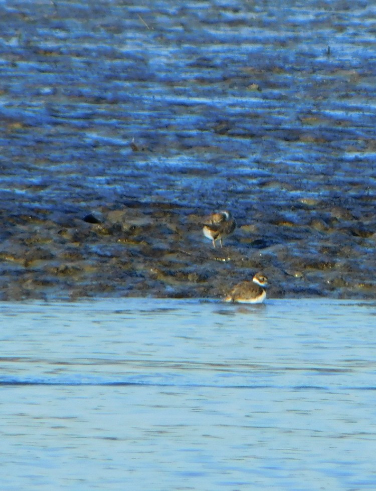 Semipalmated Plover - ML612997204