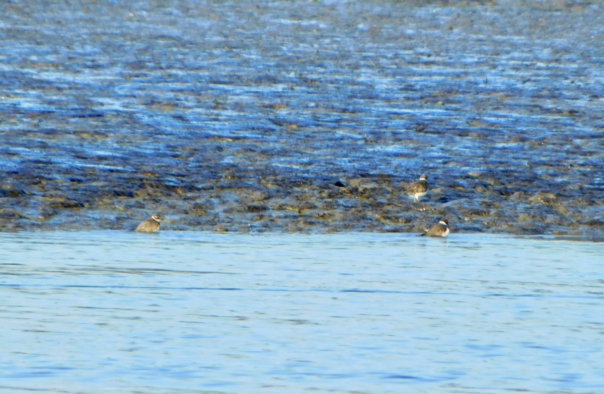 Semipalmated Plover - ML612997205