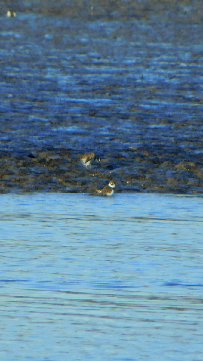Semipalmated Plover - ML612997207