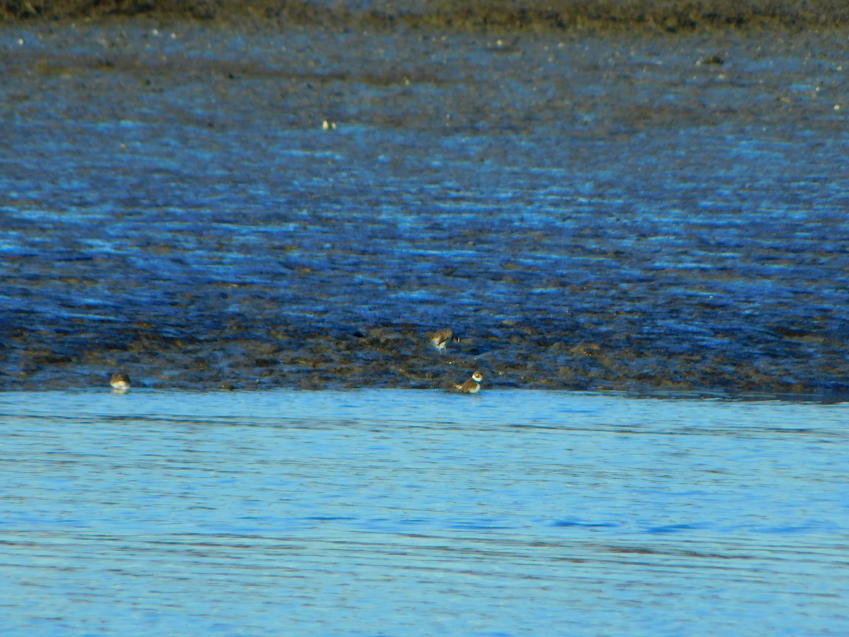 Semipalmated Plover - ML612997208