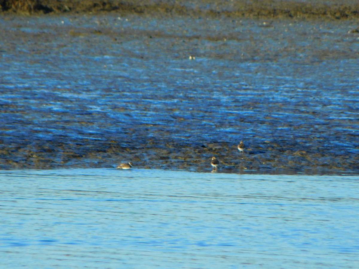Semipalmated Plover - ML612997210