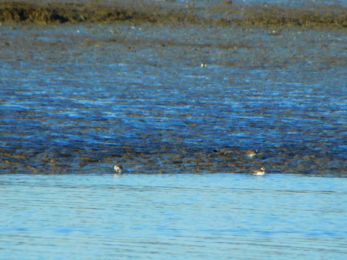 Semipalmated Plover - ML612997211