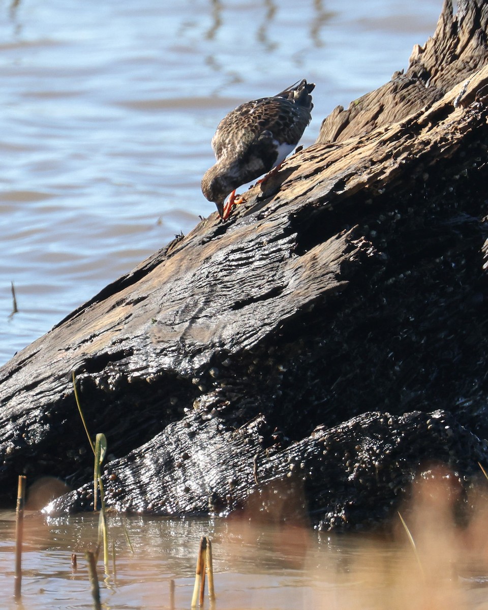 Ruddy Turnstone - patrick barry