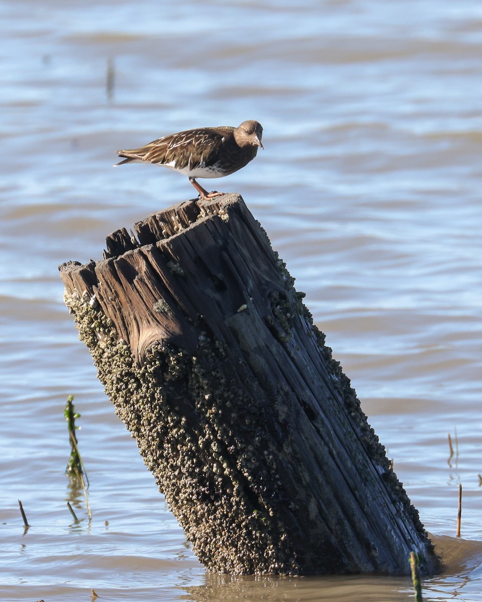 Black Turnstone - ML612997294