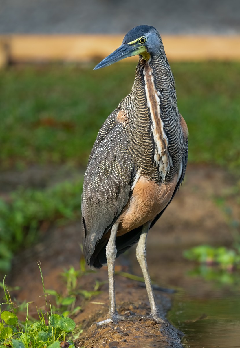 Bare-throated Tiger-Heron - ML612997303