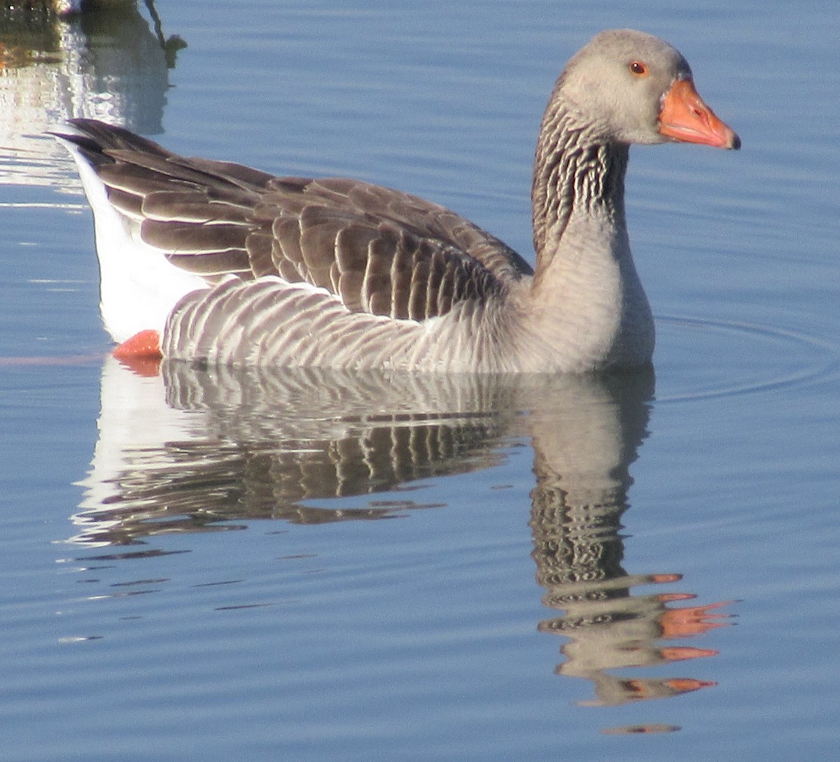 Graylag Goose (Domestic type) - ML612997315