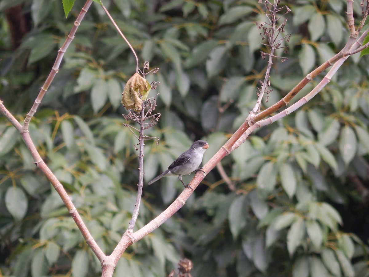 White-bellied Seedeater - ML612997319