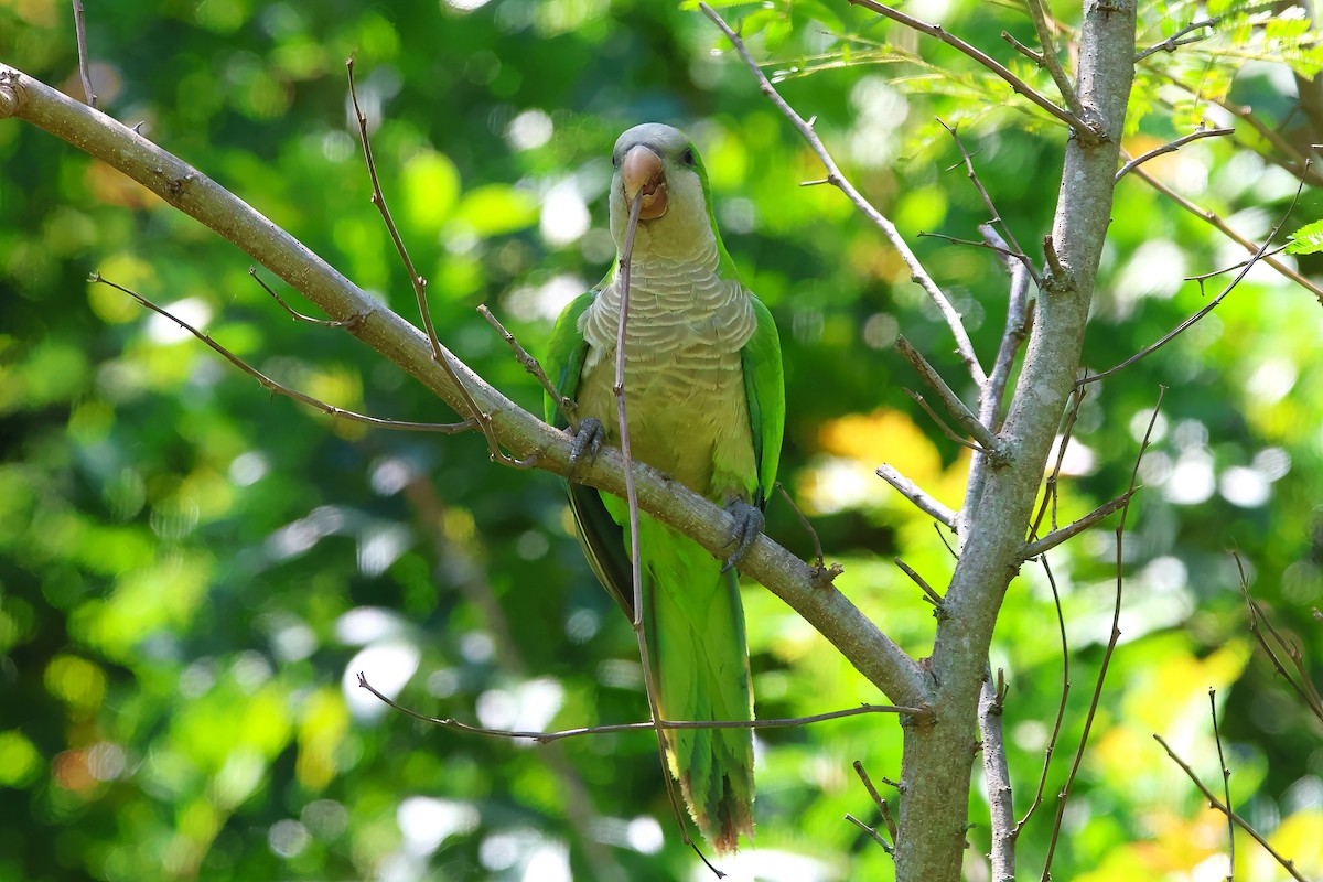 Monk Parakeet - ML612997328