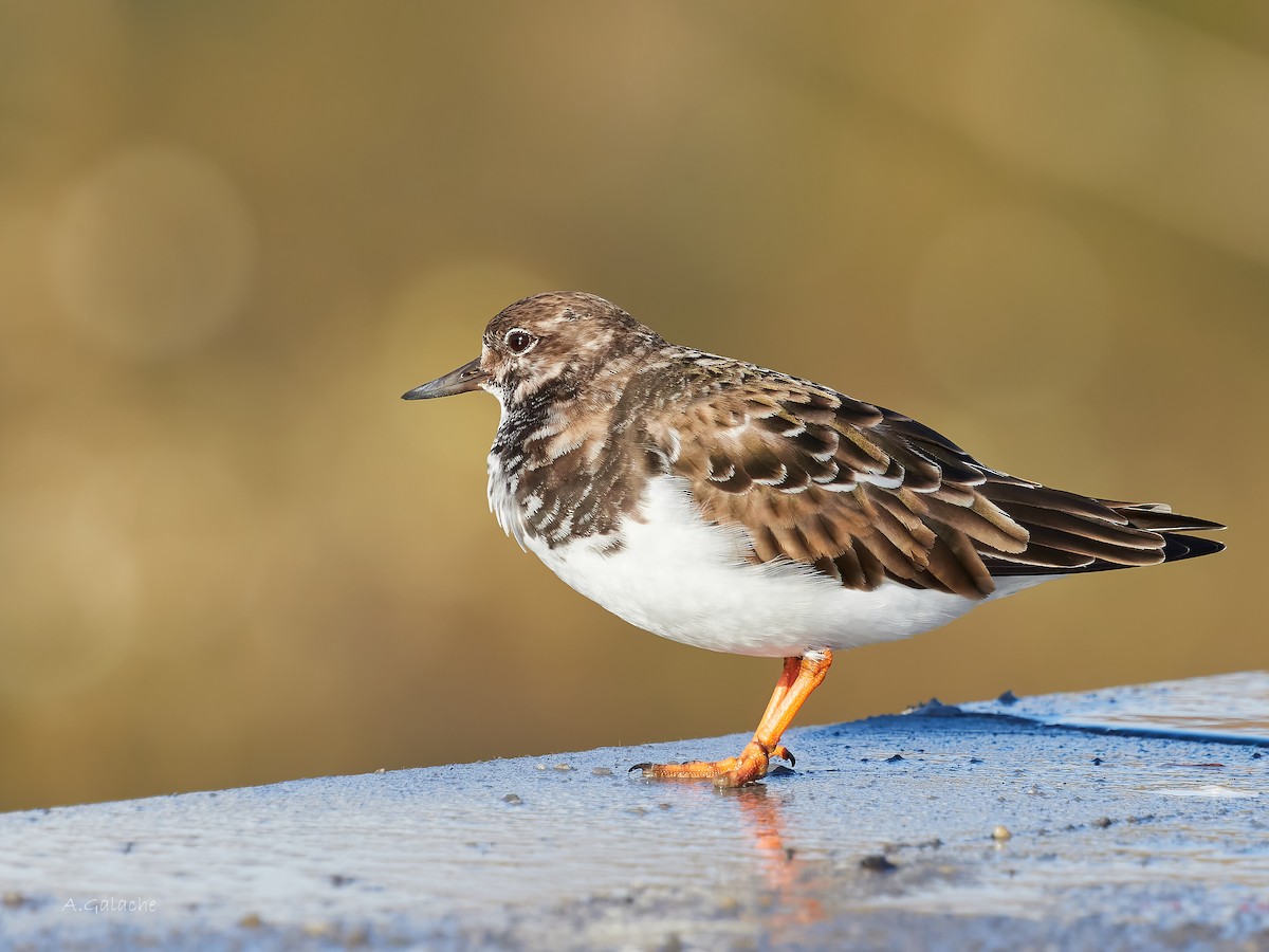 Ruddy Turnstone - ML612997340