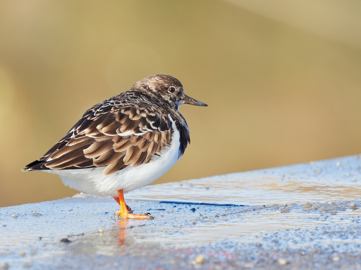 Ruddy Turnstone - ML612997341