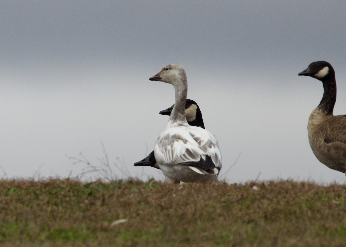 Snow Goose - Dave Bengston