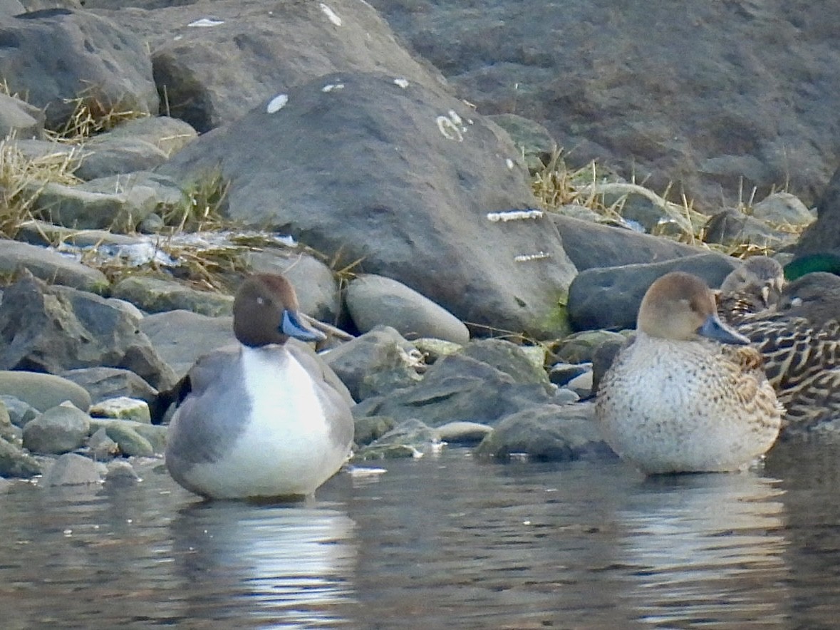 Northern Pintail - ML612997488