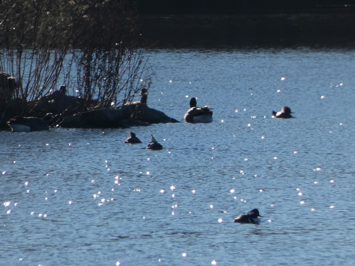 Hooded Merganser - ML612997494