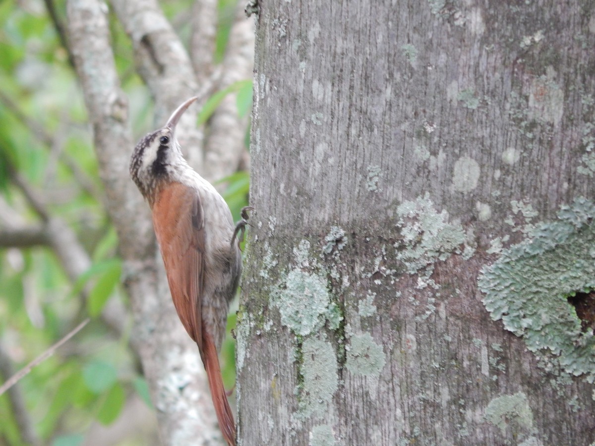 Narrow-billed Woodcreeper - Fabiana Santos de Oliveira